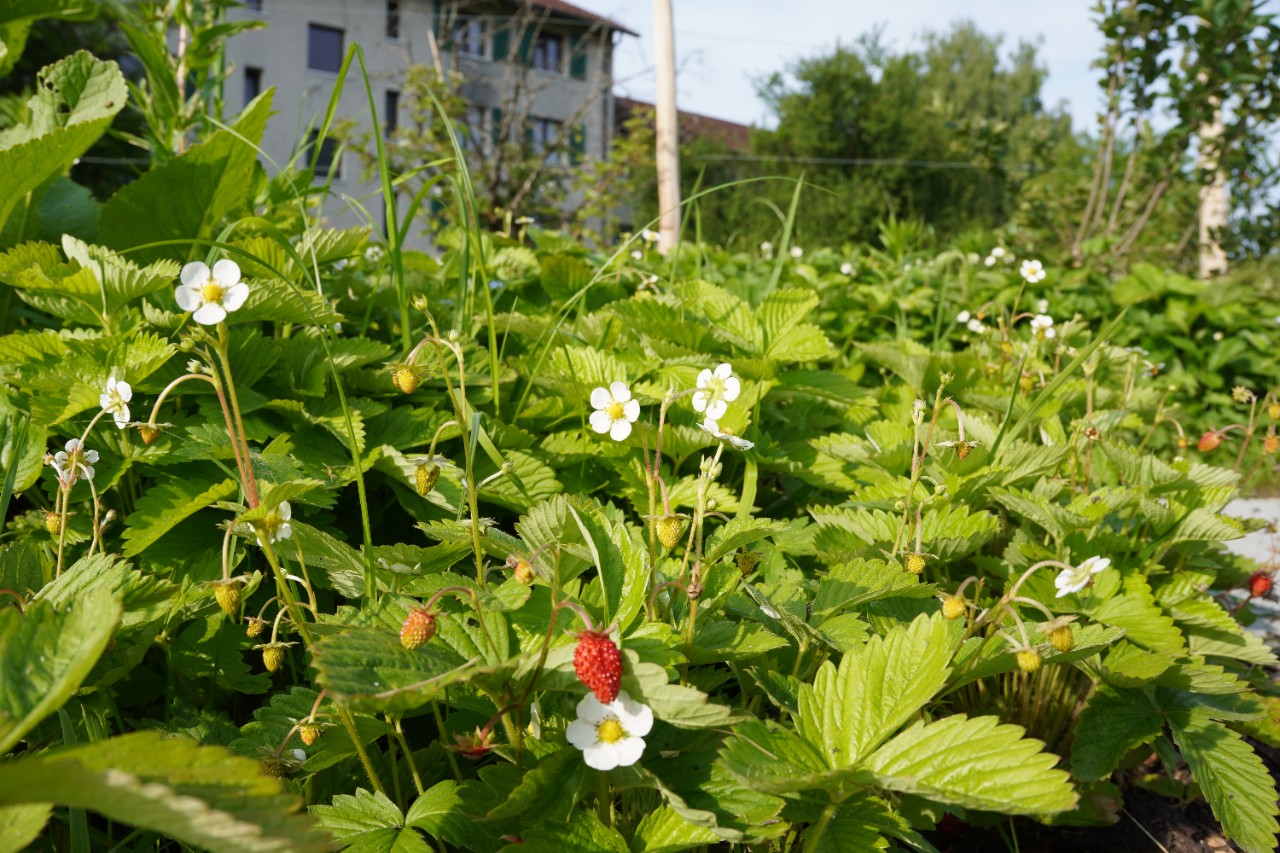 Park Stephanshorn 2.JPG