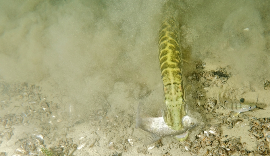 Hecht mit Egli im Maul