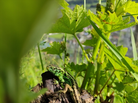 Zauneidechse im Rebberg