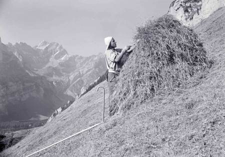 Durch Mechanisierung und Automatisierung erfuhr die Landwirtschaft weitreichende Ver&auml;nderungen. Jedoch ist nicht in allen Bereichen solch eine Modernisierung m&ouml;glich: Wildheuen im Jahr 1943; im Hintergrund sieht man den Altmann.
