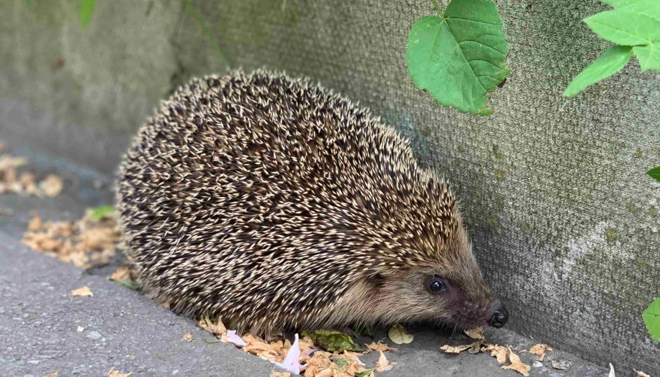 Igel