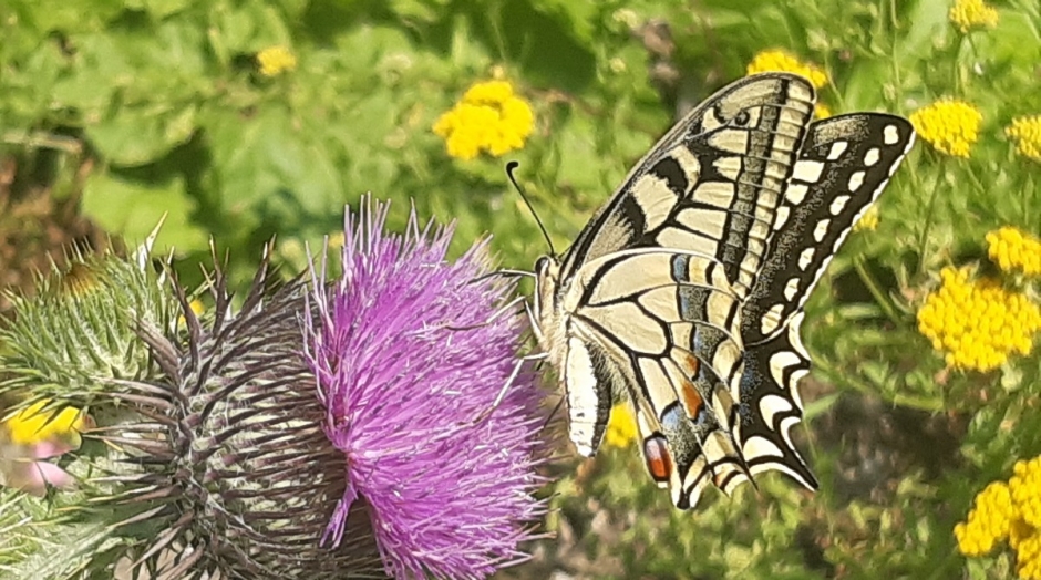 Schmetterling