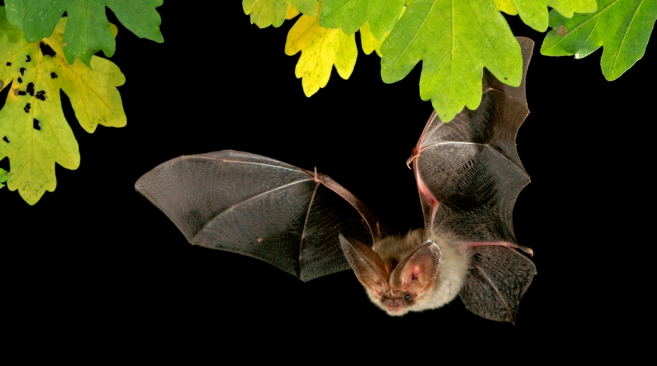Symbolbild Fledermaus