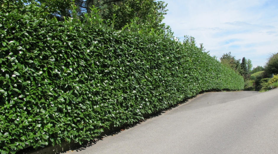 Kirschlorbeerhecke