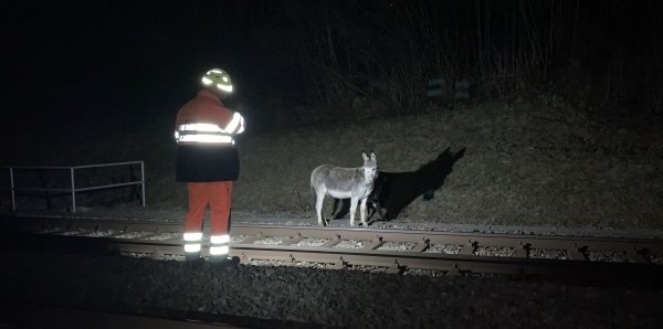 Esel nahe der Bahngeleise