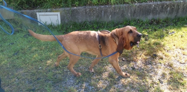  Polzeih&uuml;ndin Lyonnesse