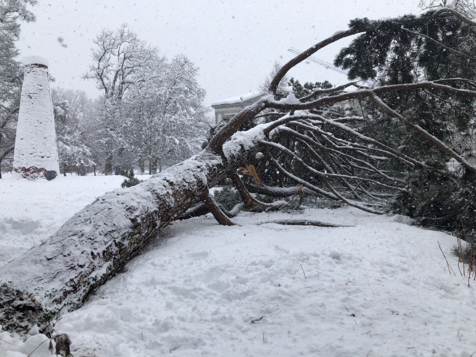 umgest&uuml;rzter Baum