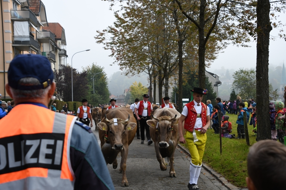 Bild: Viehschau