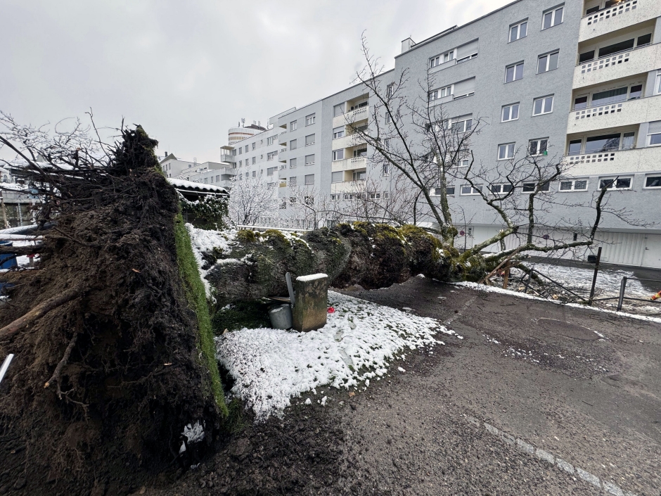 Umgest&uuml;rzter Baum